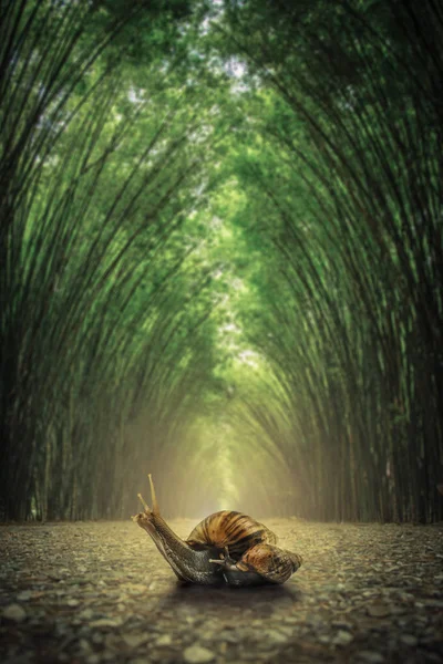 Caracol no chão. O caminho ladeado por dois lados sem fundo de floresta de bambu  . — Fotografia de Stock