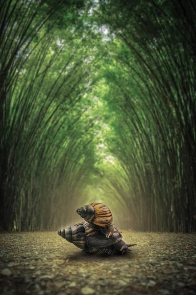 Caracol en el suelo. El camino flanqueado por dos lados sin fondo de bosque de bambú  . — Foto de Stock