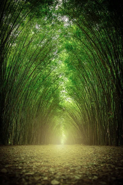 O caminho ladeado por dois lados sem floresta de bambu . — Fotografia de Stock