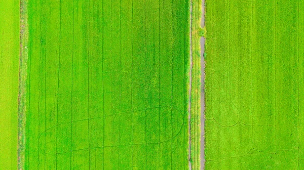 Neloupaná rýže pole zelené trávy — Stock fotografie