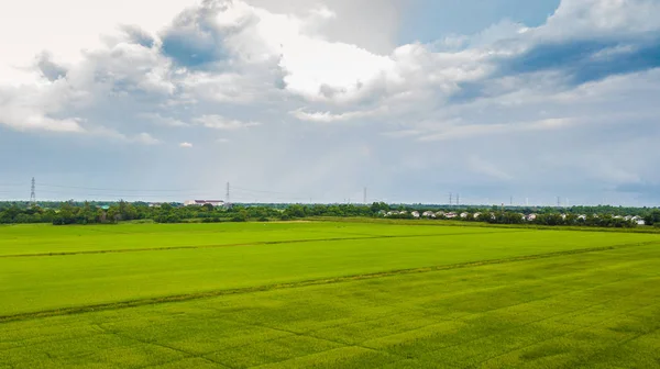 Neloupaná rýže pole zelené trávy — Stock fotografie