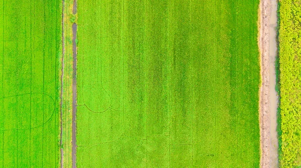 Niełuskanego ryżu pola zielona trawa — Zdjęcie stockowe