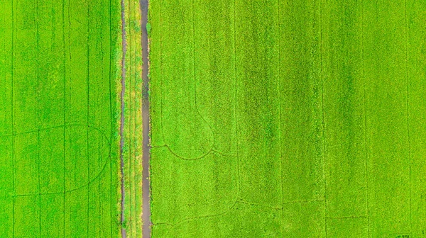 Paddy ris fält grönt gräs — Stockfoto