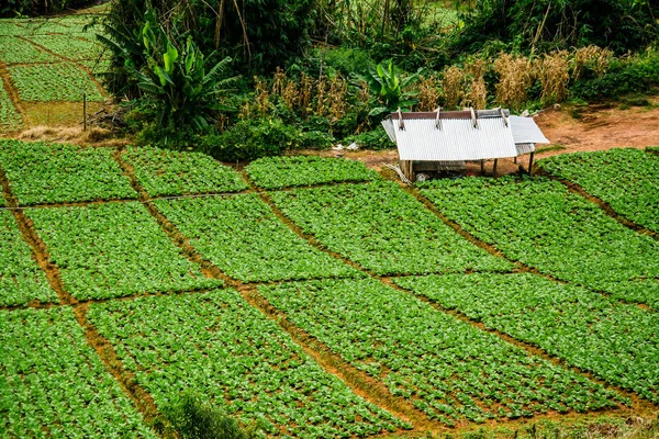 Пейзаж сельскохозяйственной области на горе, в Таиланде — стоковое фото