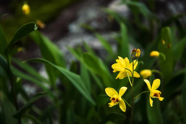 Piękny storczyk. Żółta Orchidea Spathoglottis w lesie — Zdjęcie stockowe