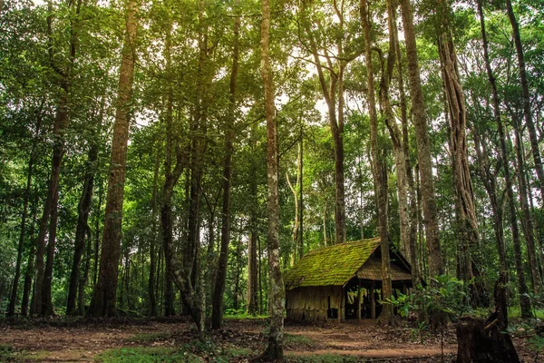 Старий дерев'яний котедж у лісі — стокове фото