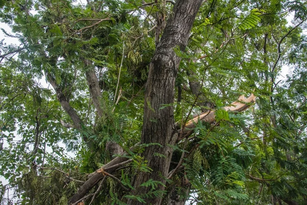 L'arbre a été détruit par l'intensité de la tempête — Photo