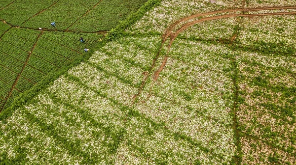 Une vue aérienne de la superficie agricole — Photo