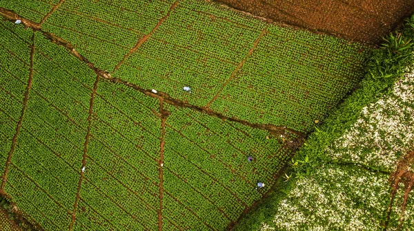 Uma vista aérea da área agrícola — Fotografia de Stock