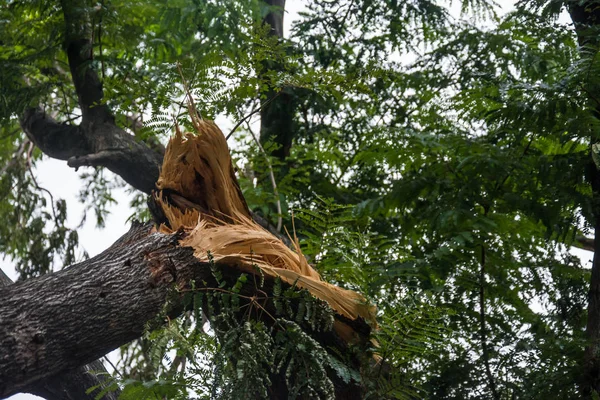 The tree was destroyed by the storm's intensity