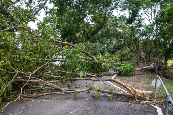 The tree was destroyed by the storm\'s intensity