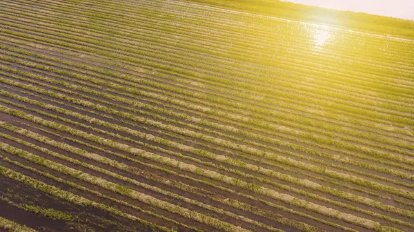 En Flygfoto över Paddy — Stockfoto