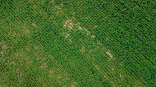 Vista aérea da plantação de mandioca — Fotografia de Stock