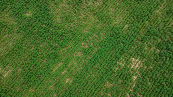 Widok z lotu ptaka plantacji maniok — Zdjęcie stockowe