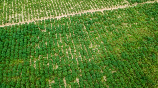 Повітряний вигляд плантації маніоки — стокове фото