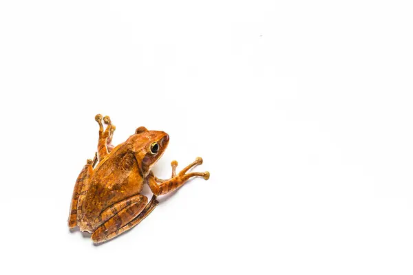 Rana isolata su sfondo bianco — Foto Stock