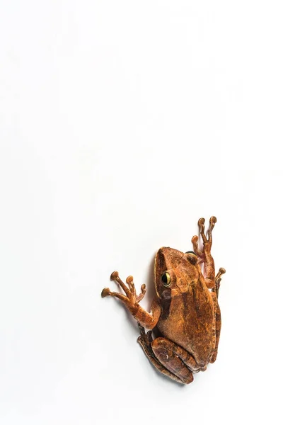 Frog isolated on white background — Stock Photo, Image