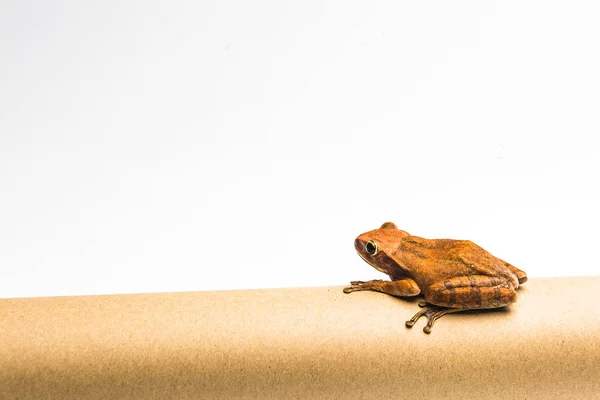 하얀 배경에 고립된 개구리 — 스톡 사진