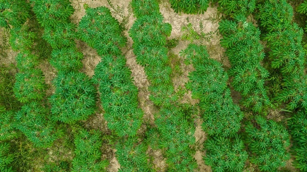 Вид с воздуха на плантацию Кассава — стоковое фото