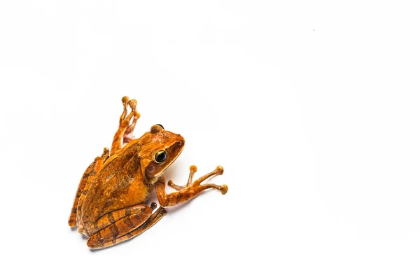 하얀 배경에 고립된 개구리 — 스톡 사진