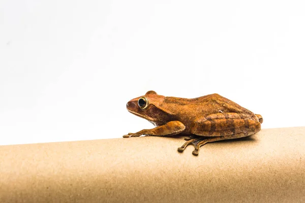 Frosch isoliert auf weißem Hintergrund — Stockfoto