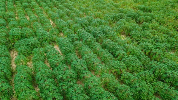 Vue aérienne de la plantation de manioc — Photo