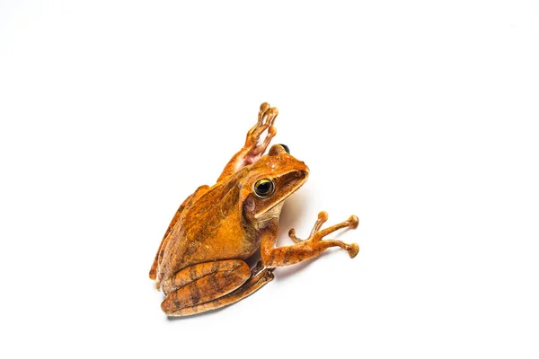 Frosch isoliert auf weißem Hintergrund — Stockfoto