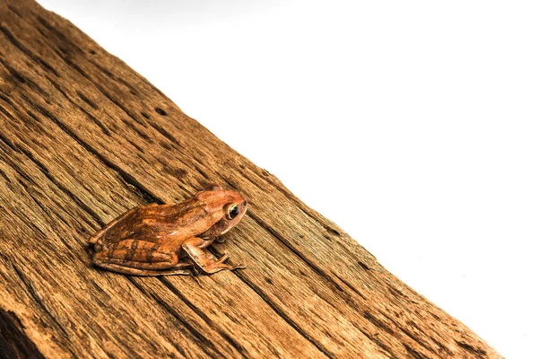 Rana isolata su sfondo bianco — Foto Stock