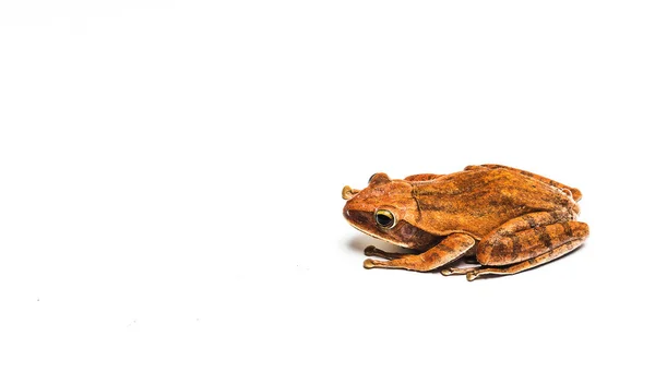 Βάτραχος απομονωμένος σε λευκό φόντο — Φωτογραφία Αρχείου