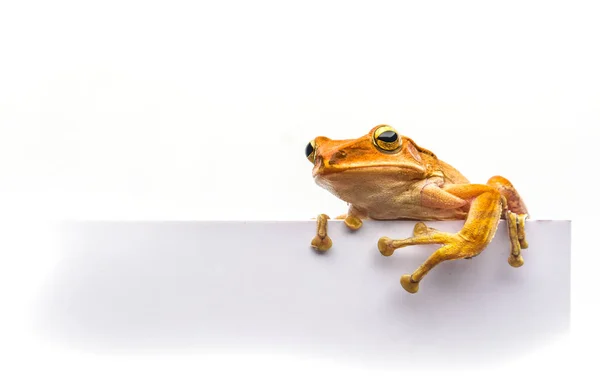 Żaba izolowana na białym tle — Zdjęcie stockowe