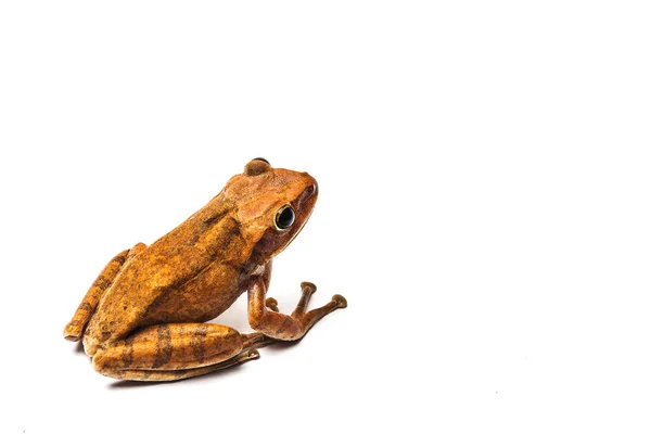 Žába izolované na bílém pozadí — Stock fotografie