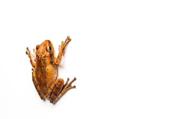 Žába izolované na bílém pozadí — Stock fotografie