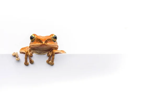 Kikker geïsoleerd op witte achtergrond — Stockfoto