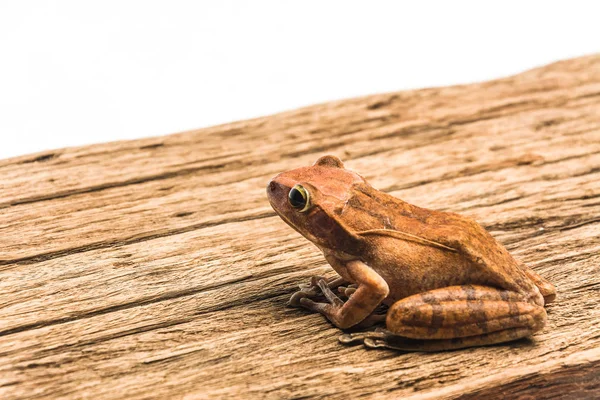 Žába izolované na bílém pozadí — Stock fotografie