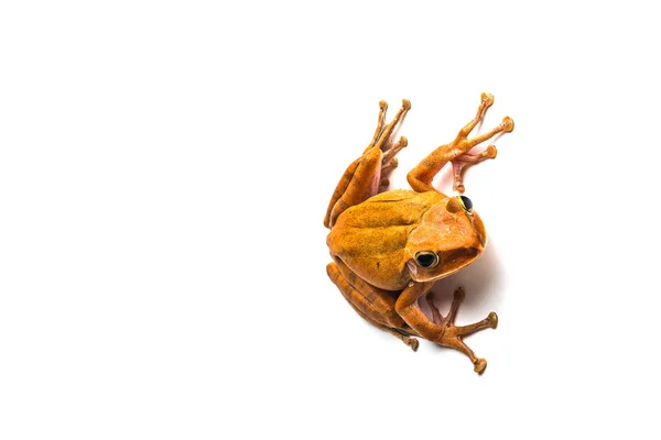 Żaba izolowana na białym tle — Zdjęcie stockowe