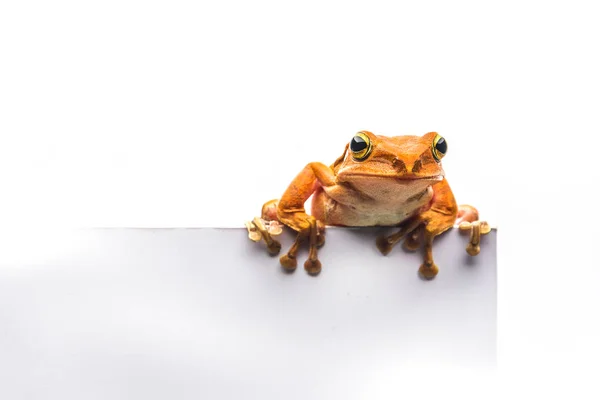 Kikker geïsoleerd op witte achtergrond — Stockfoto