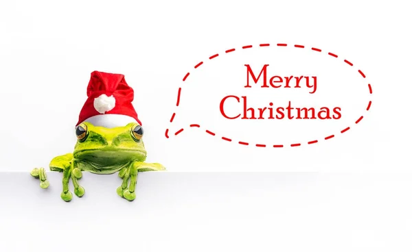 Frosch mit Weihnachtsmütze isoliert auf weißem Hintergrund — Stockfoto