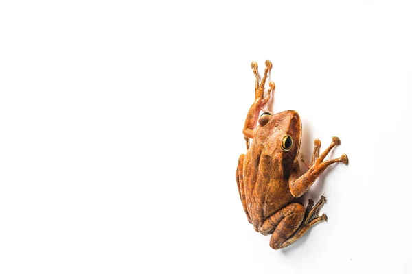 Frosch isoliert auf weißem Hintergrund — Stockfoto