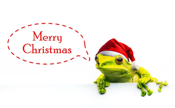 クリスマス帽子白い背景で隔離のカエル — ストック写真