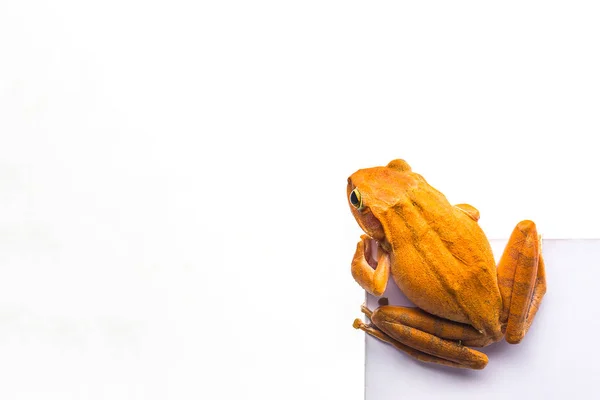 Rana isolata su sfondo bianco — Foto Stock