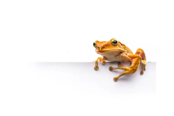 白色背景的青蛙 — 图库照片