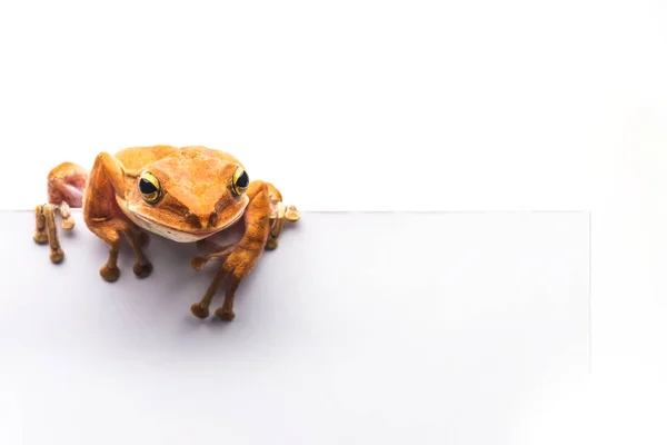 Frog isolated on white background — Stock Photo, Image