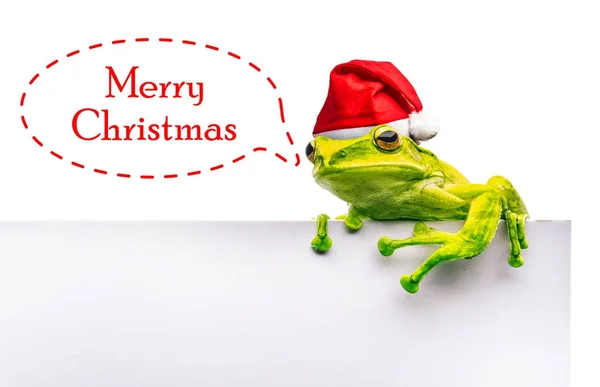 クリスマス帽子白い背景で隔離のカエル — ストック写真