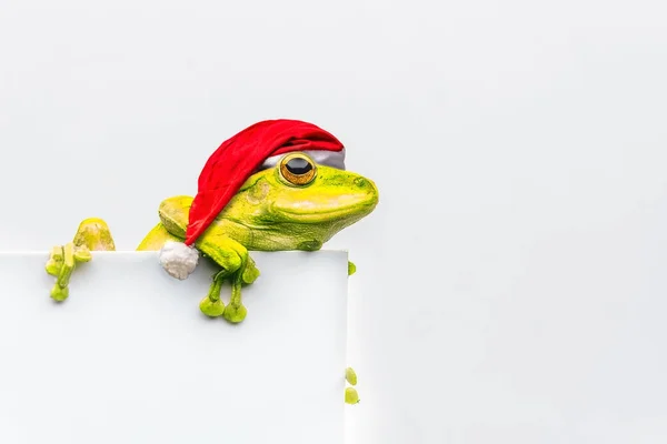 stock image frog with Christmas hat isolated on white background