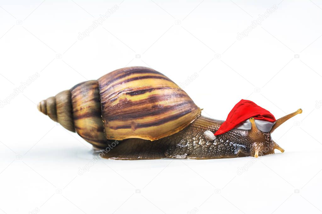 Christmas hat with snails on white background