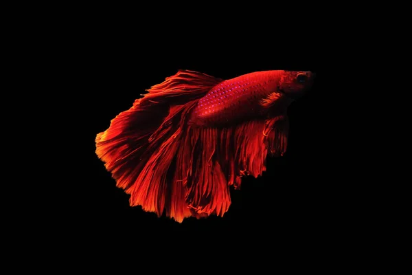 Betta pesce Mezzaluna Betta momento commovente bellissimo pesce in tha — Foto Stock