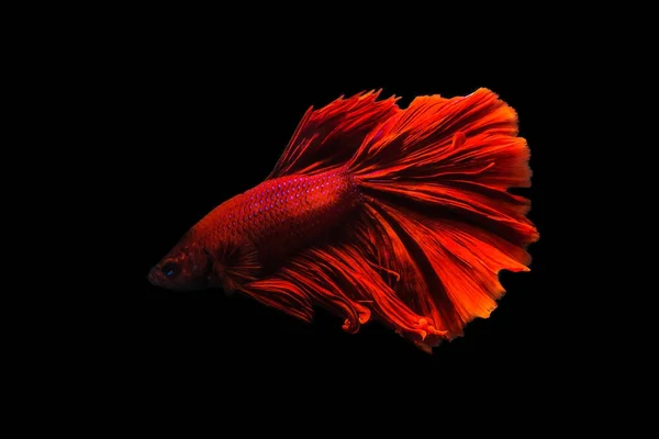 Betta pesce Mezzaluna Betta momento commovente bellissimo pesce in tha — Foto Stock