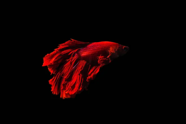 Betta рыбы Полумесяц Бетта движущейся момент красивая рыба в тха — стоковое фото