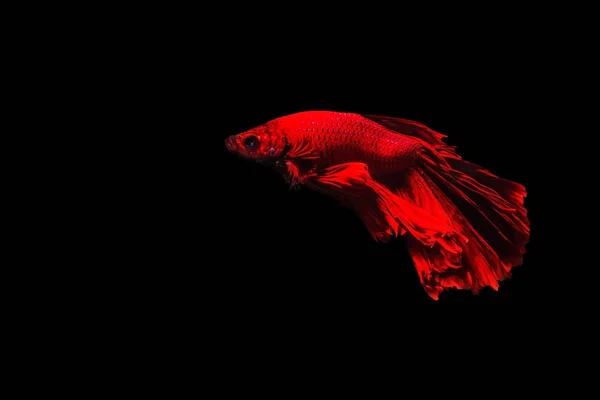 Betta 魚瞬間移動ハーフムーン ・ ベタ tha の美しい魚 — ストック写真