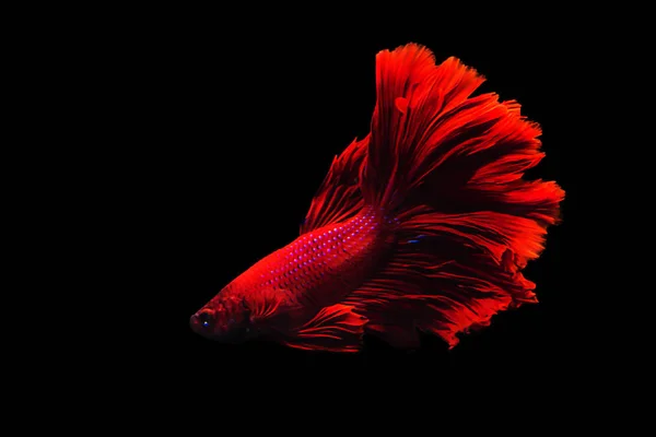 Бетта риби Бетта Halfmoon переміщення момент красиво риби в tha — стокове фото
